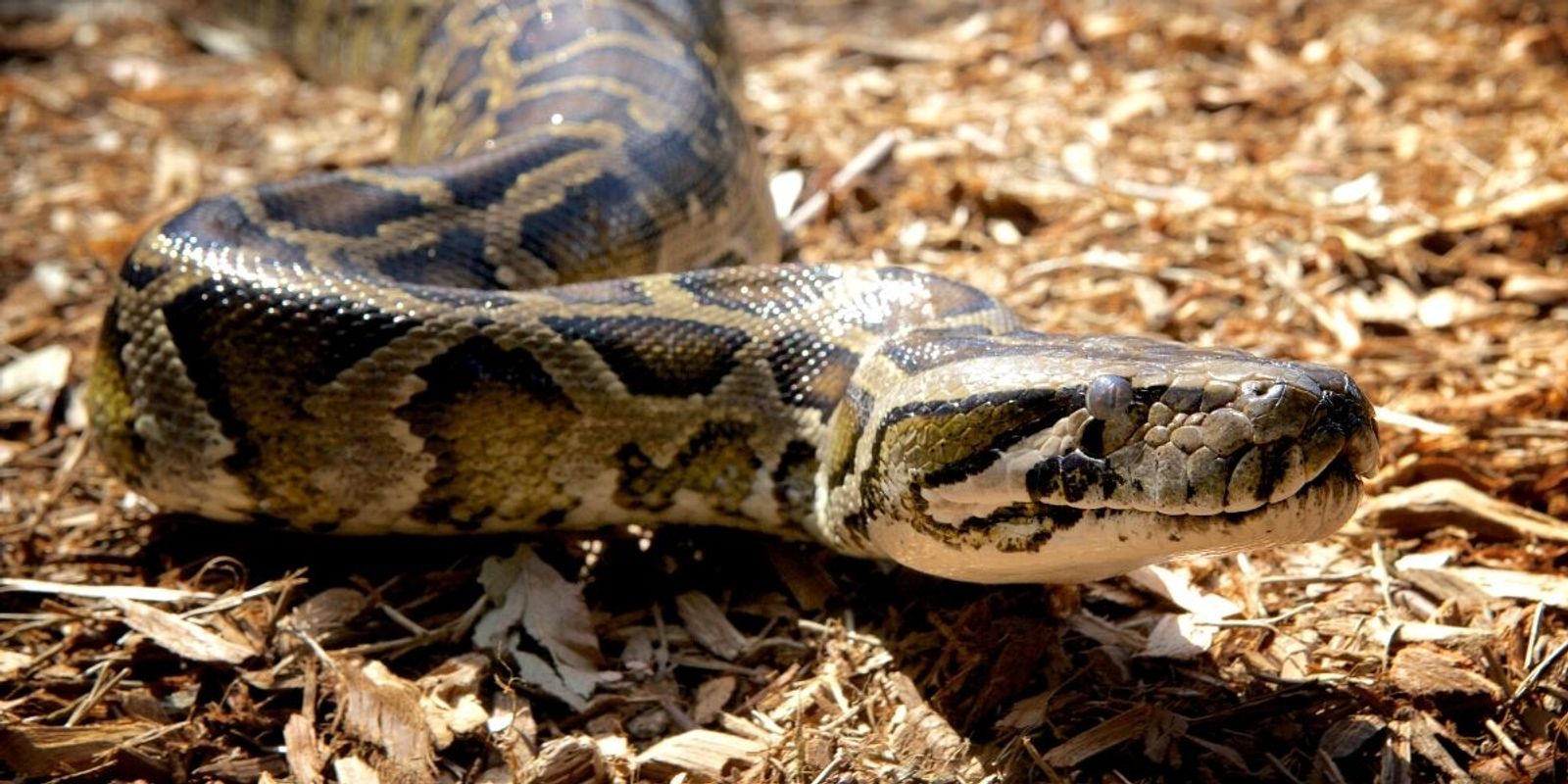 Australian Reptile Park Burmese Python