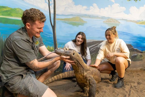 Komodo Dragon Encounter