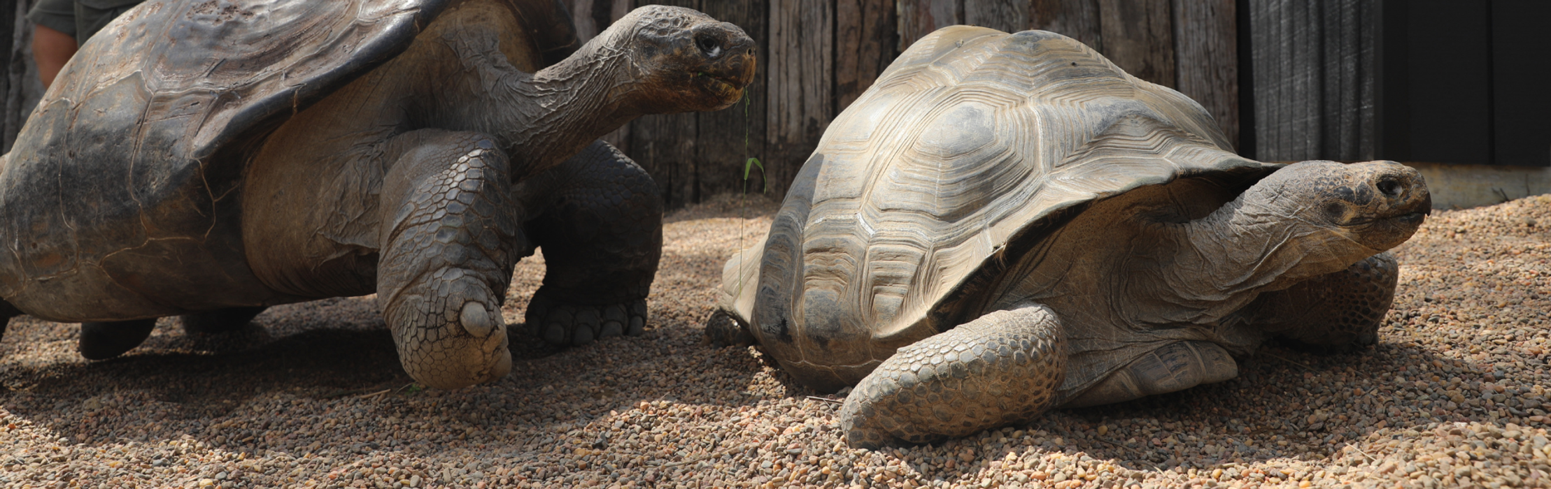 We Have Egg-citing News About Estrella the Galapagos Tortoise!