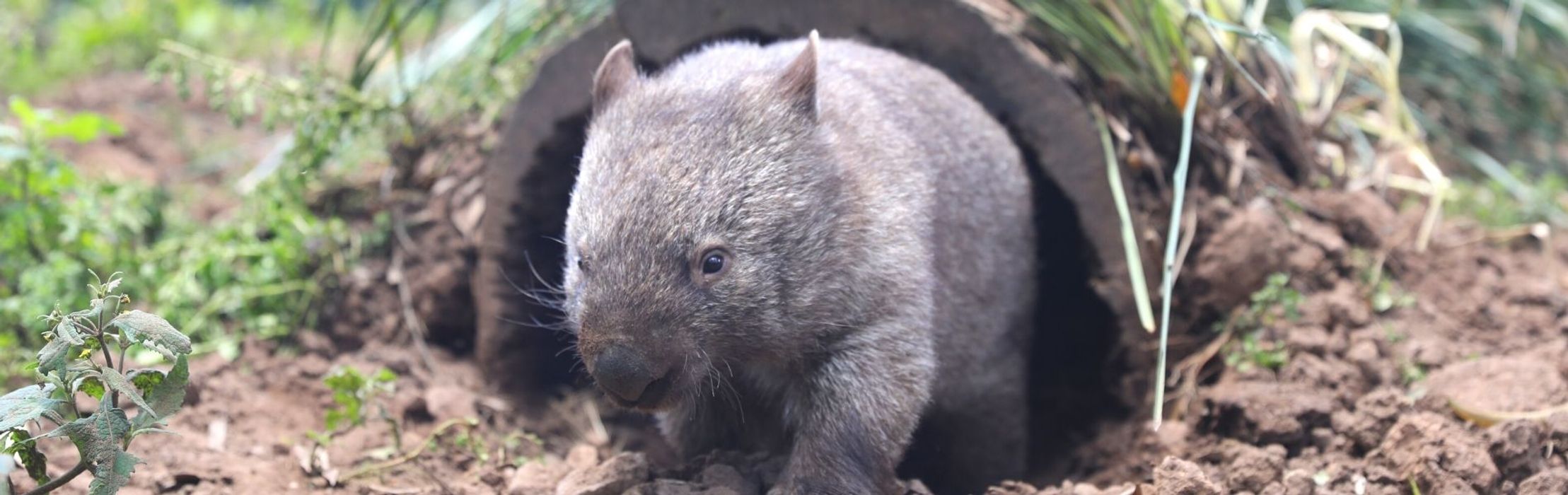 Hope the Wombat Says Goodbye to the Australian Reptile Park