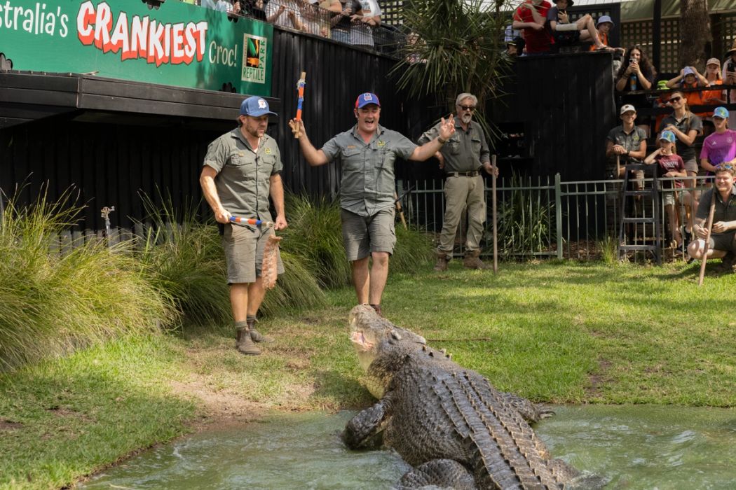 Elvis the Crocodile Tips the Knights for NRL Grand Final 2026 | Australian Reptile Park