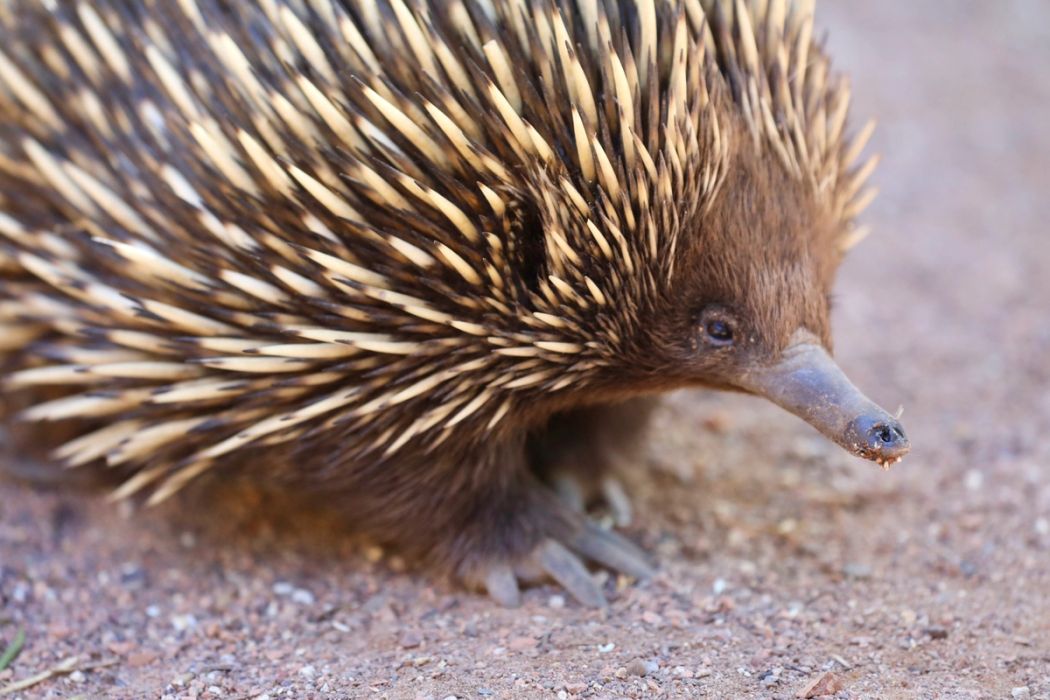 Echidna
