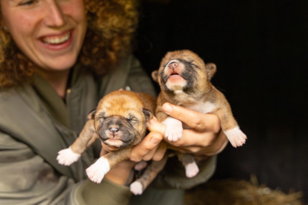 Dingo Puppies born at the Australian Reptile Park 2026
