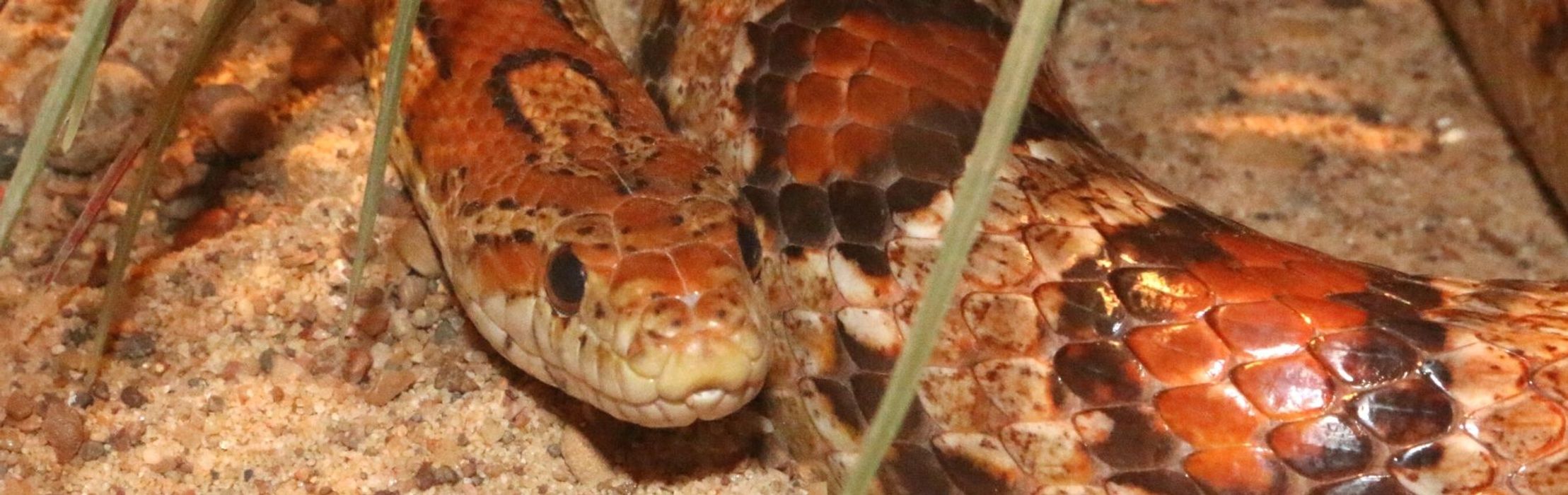 Corn Snake