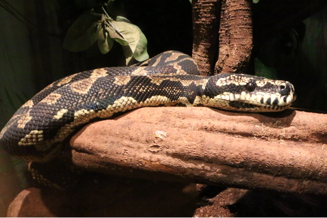 Jungle Python