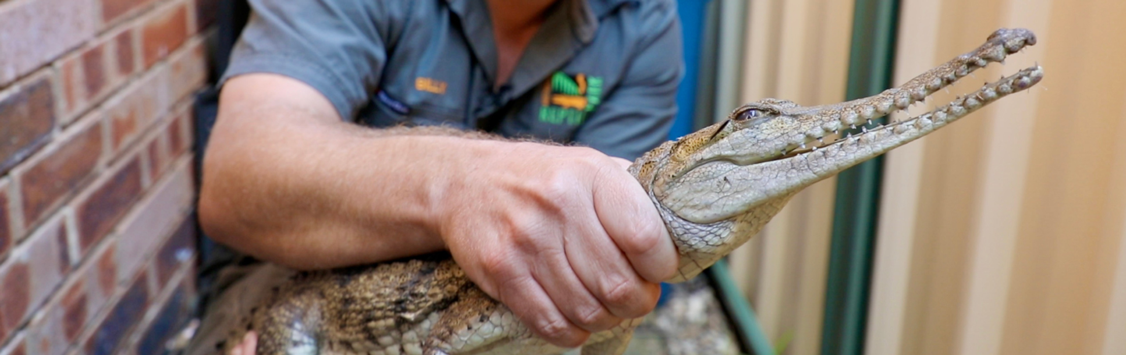 Freshwater Crocodile Found in Backyard