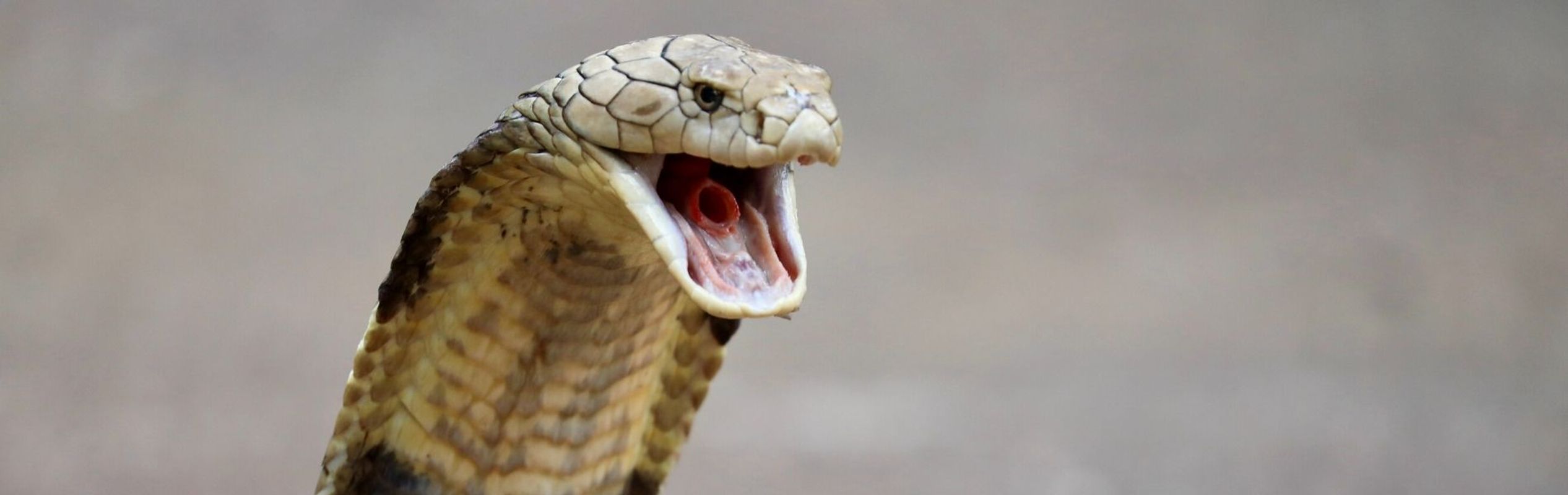 Australian Reptile Park King Cobra