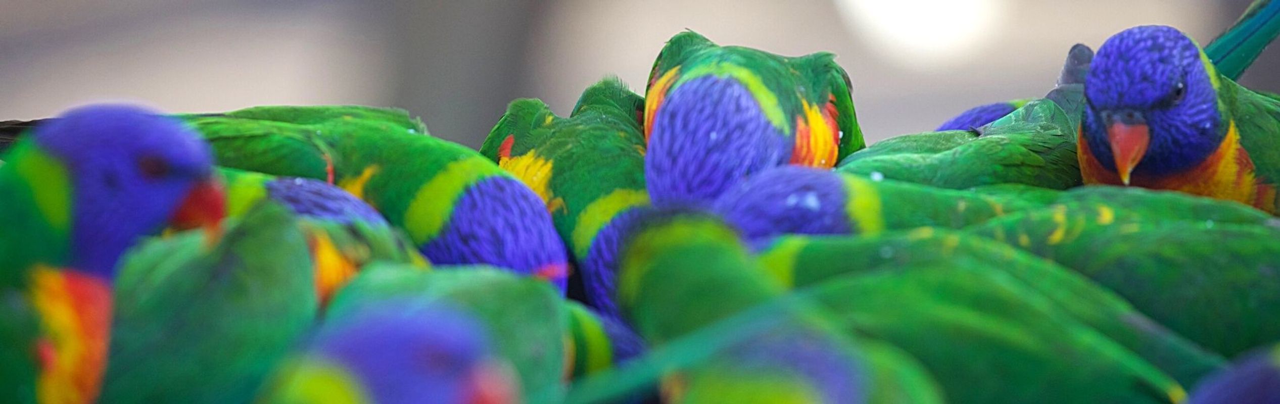 Australian Reptile Park Rainbow Lorikeet