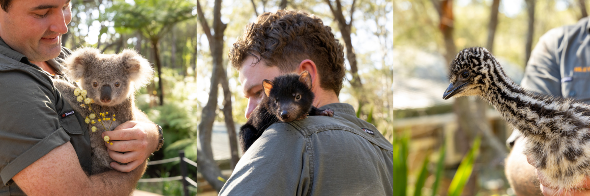 Spring Baby Boom Arrives at the Australian Reptile Park | Zoo News