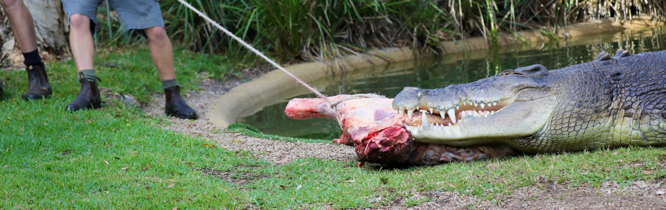 Elvis the Crocodile Celebrates 57th With Massive Birthday Treat