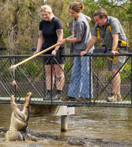 American Alligator being fed by zookeeper