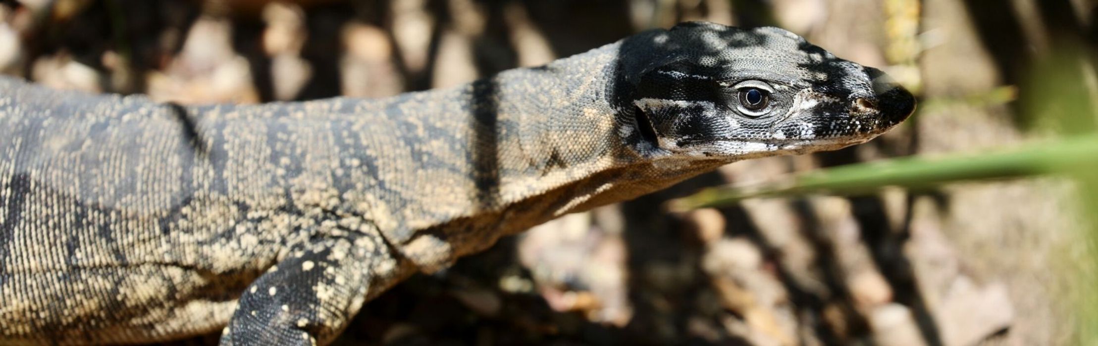 Heath Monitor