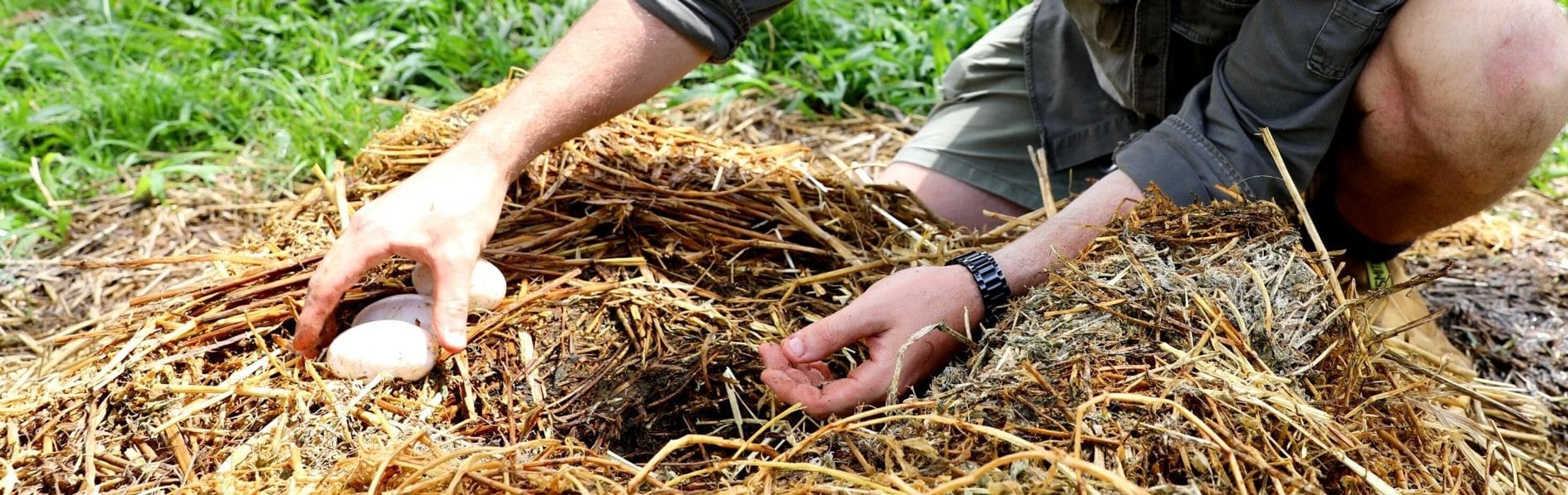 Urgent & Dangerous Alligator Nest Raids Get Hearts Racing!