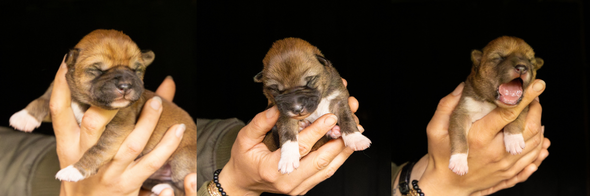 Much-loved dingo Chilli has safely given birth to six healthy puppies,