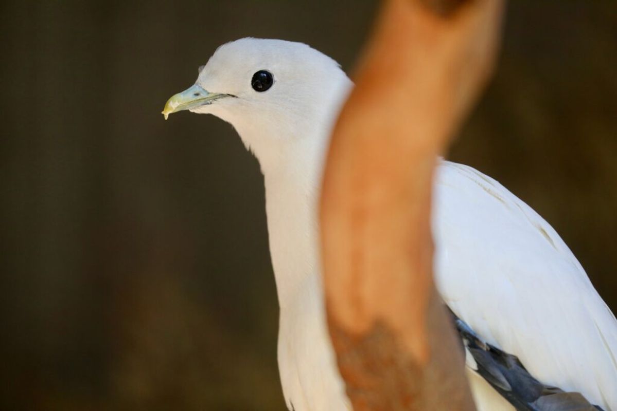 Australian Reptile Park Torresian Imperial Pigeon