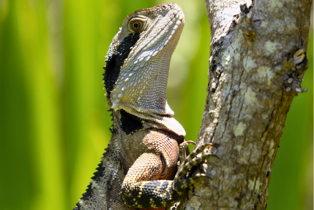 Eastern Water Dragon