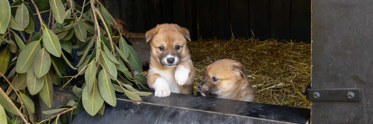 Dingo Puppies at the Australian Reptile Park Born 2026
