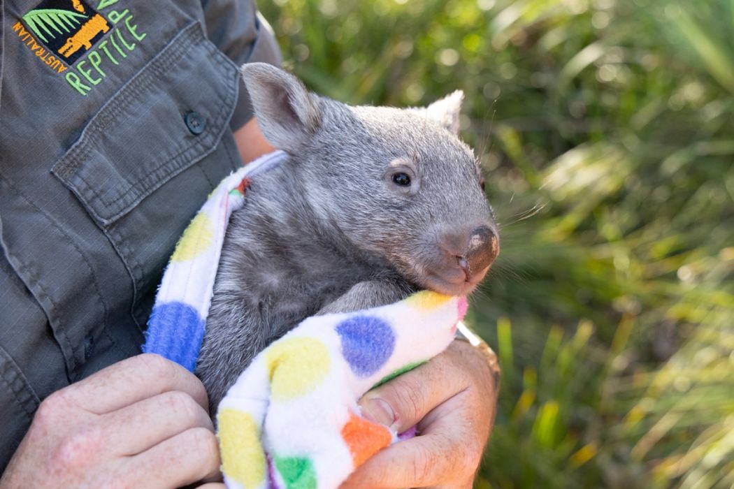Sunny the wombat joey being held and cuddled during an animal encounter at the Australian Reptile Park.