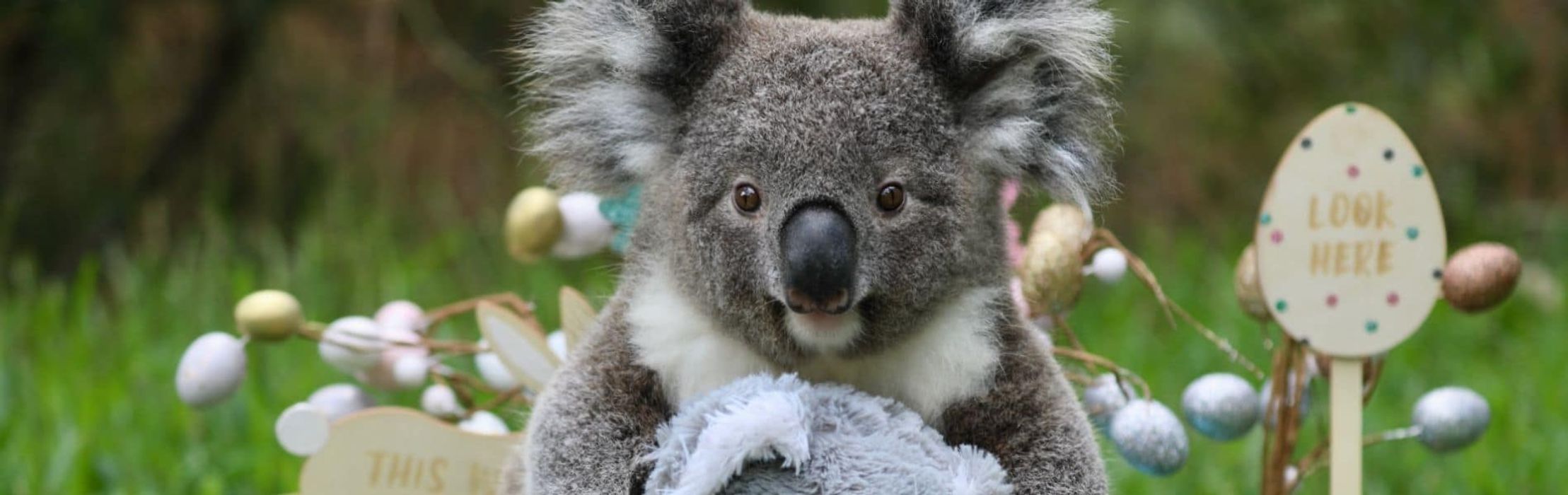 Adorable animals celebrate Easter early!