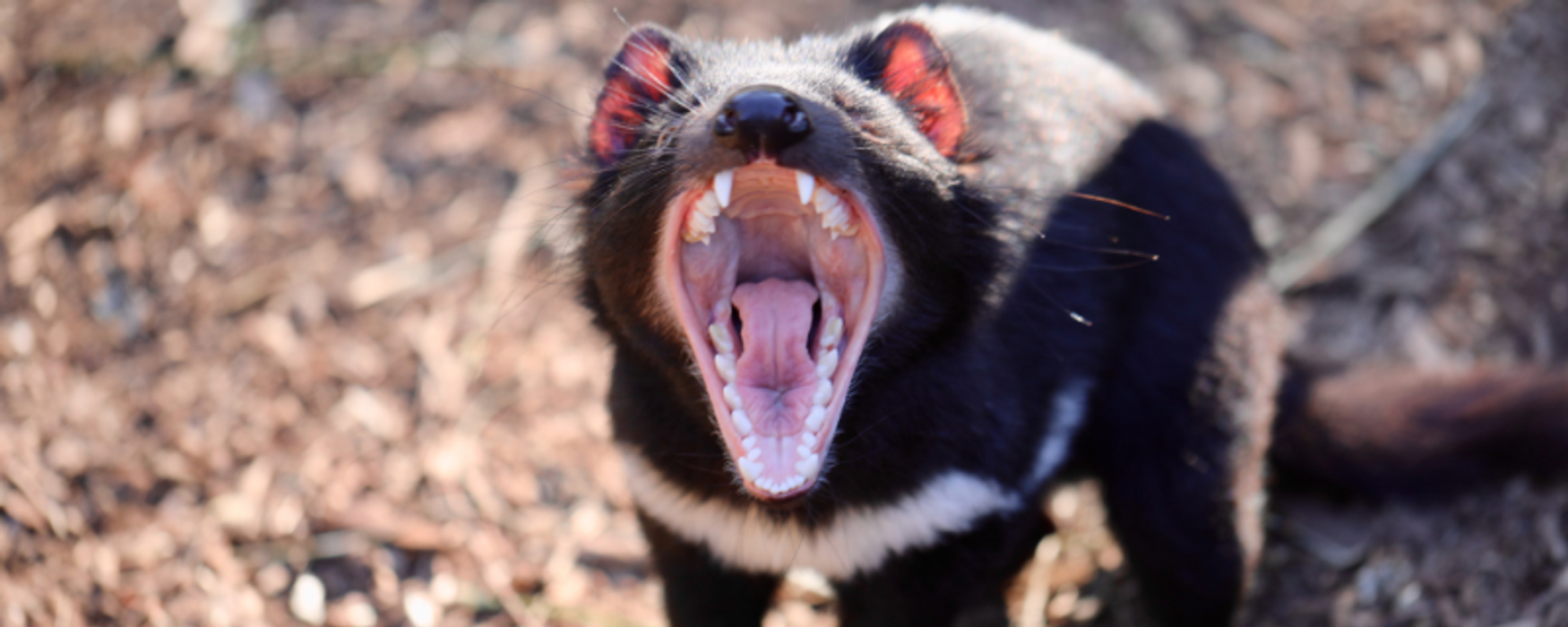 Devil Joeys 'Vegemite' & 'Toast' Now on Display at Reptile Park