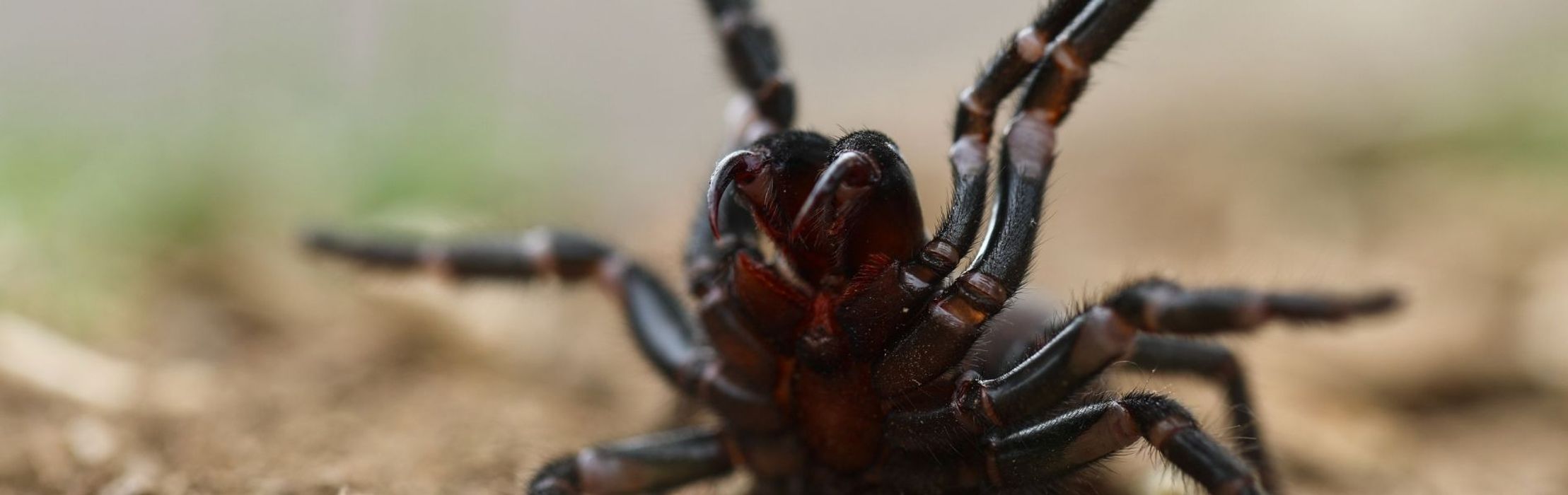 WARNING: Funnel-web Spider Season Begins After Wet Weather