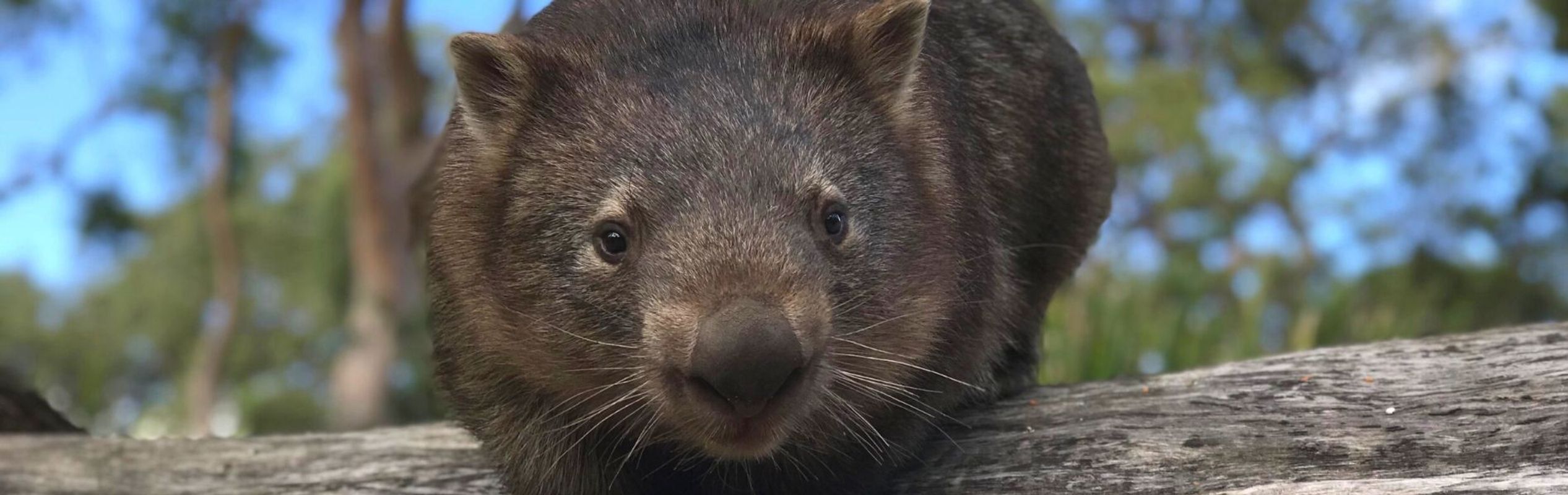 Australian Reptile Park Common Wombat