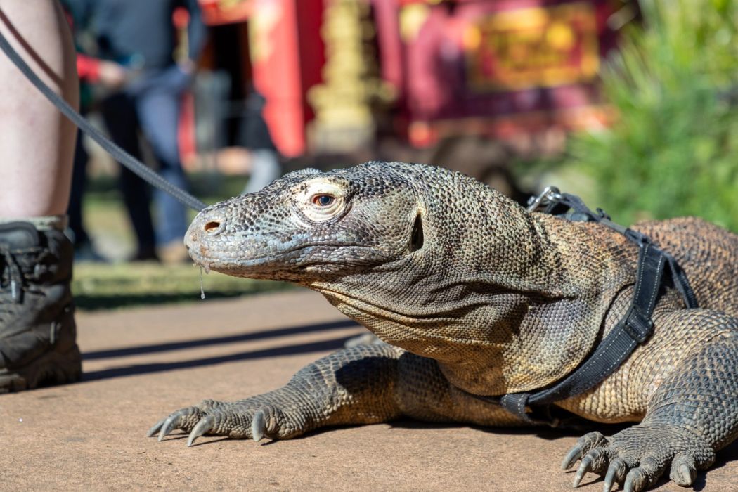 Komodo dragon