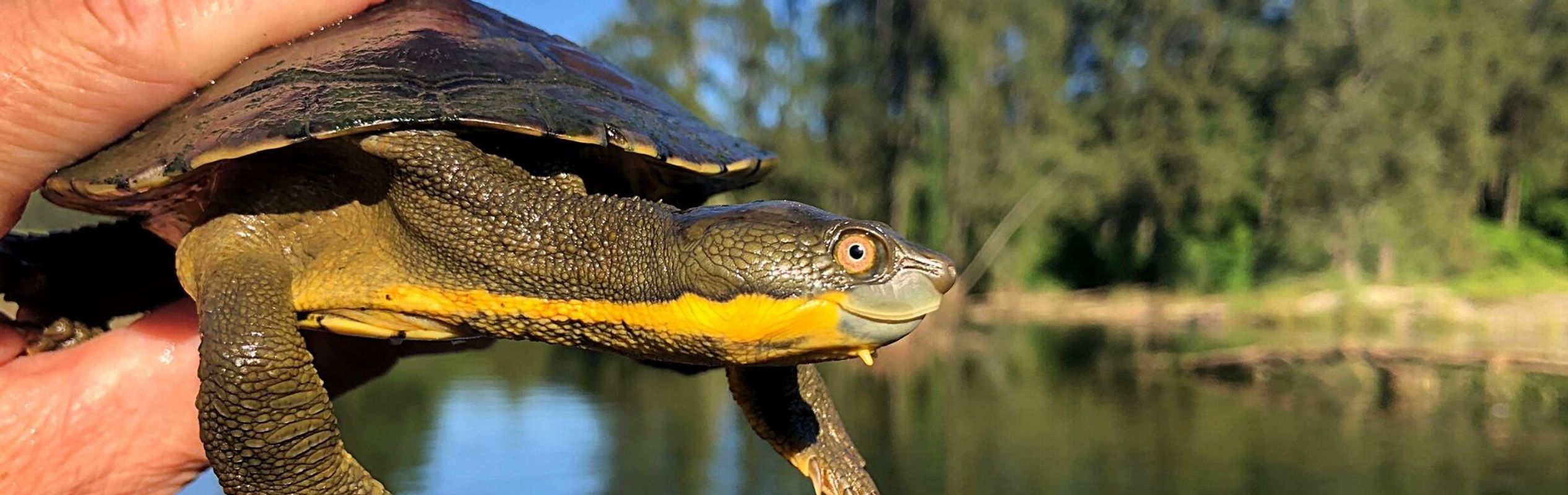 Australian Reptile Park Manning River Turtle