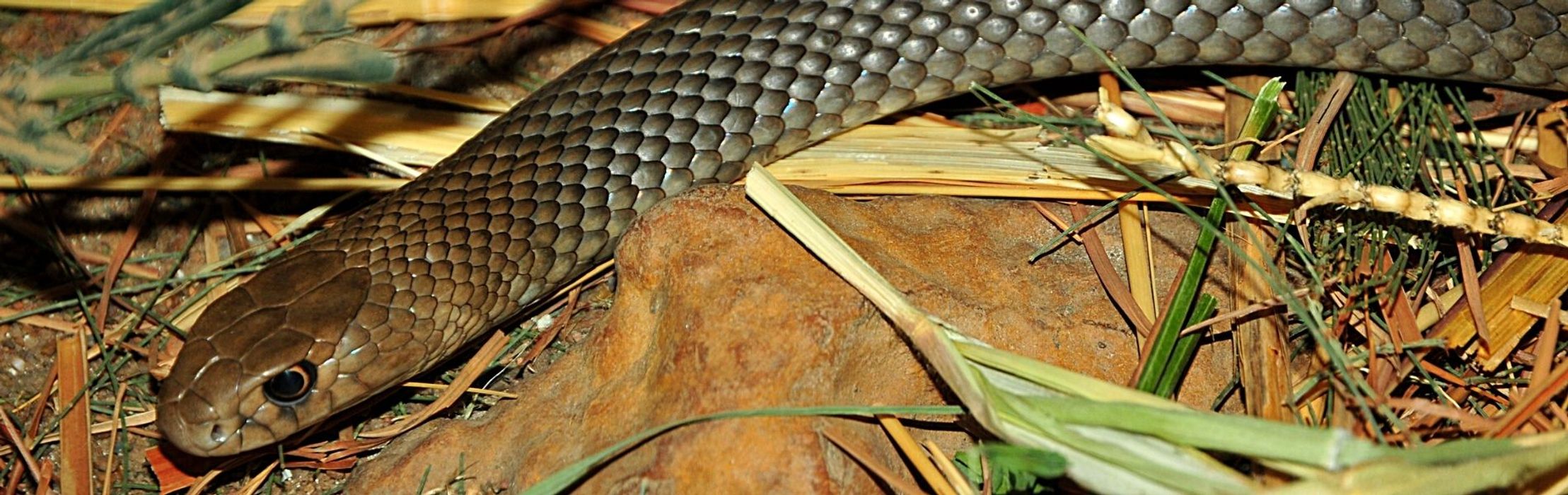 Eastern Brown Snake