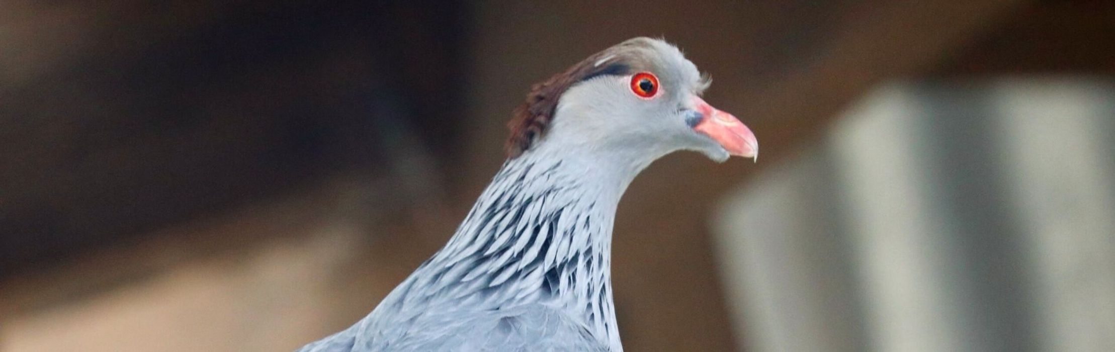 Topknot Pigeon