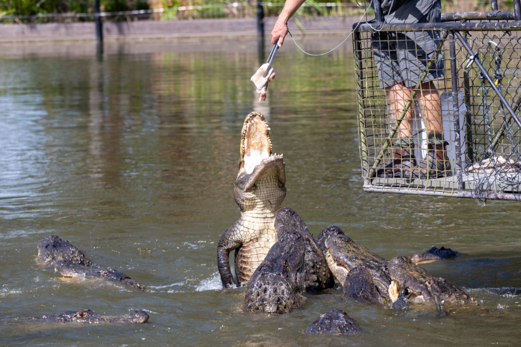 Person feeding alligators meat with tongs