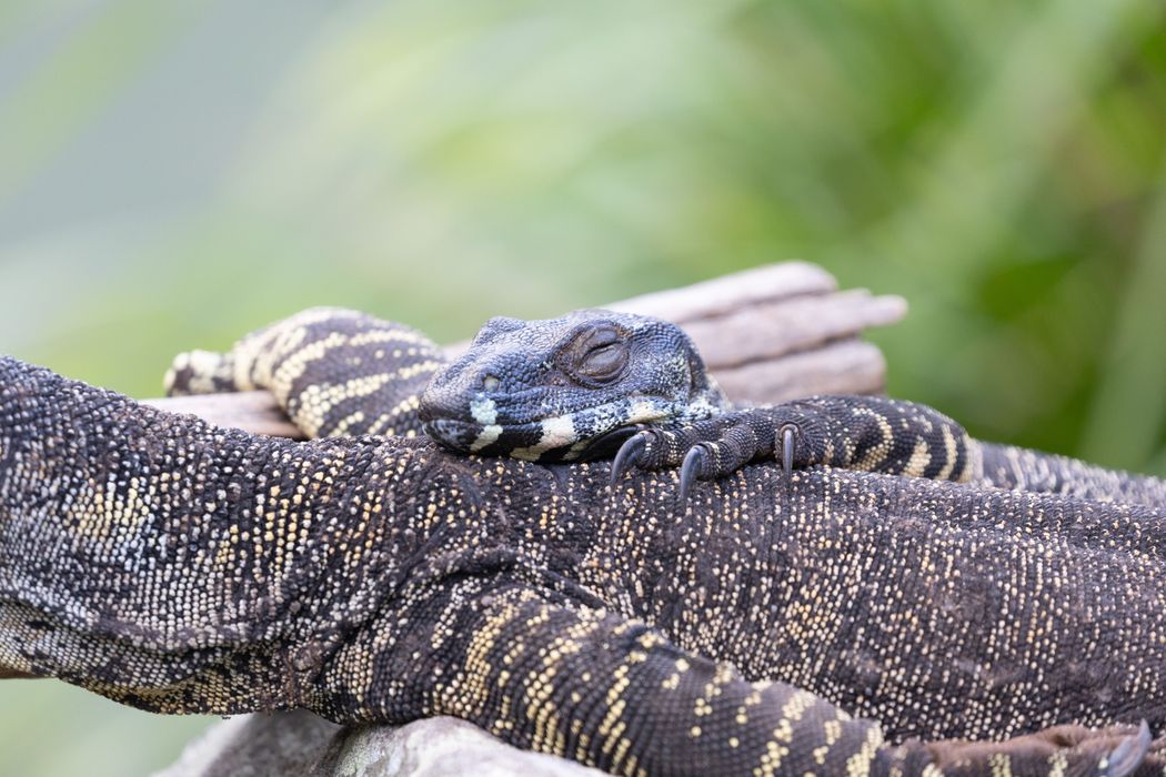 ADORABLE ANIMALS CELEBRATE VALENTINE'S DAY