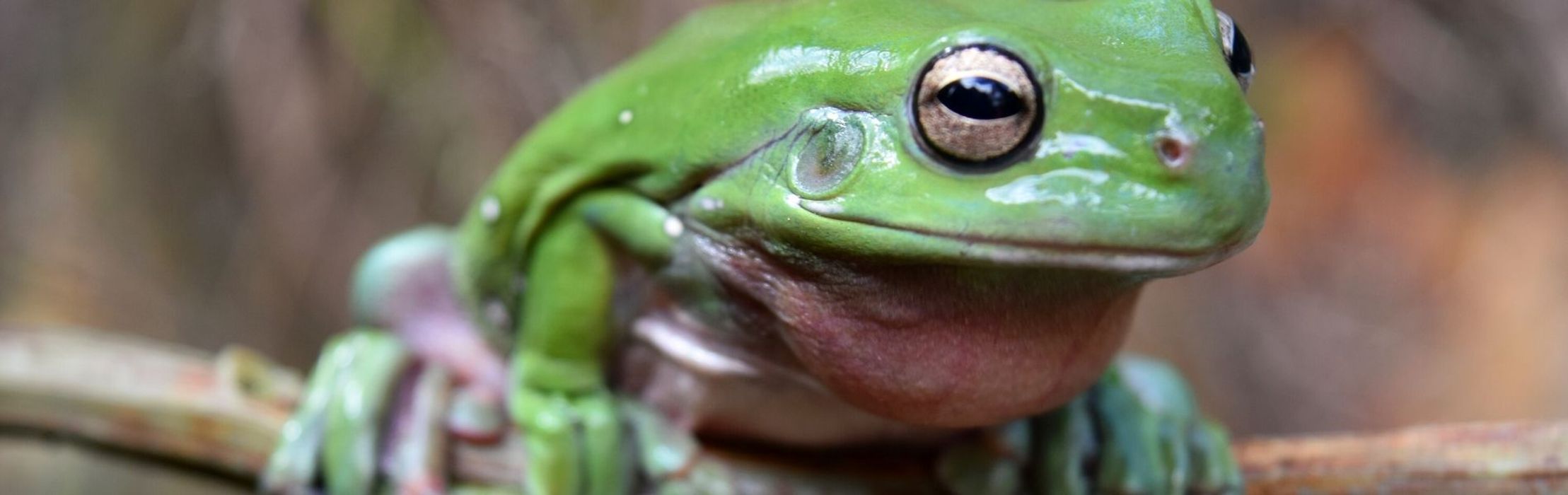 Green Tree Frog