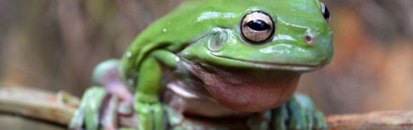 Adaptions, Sustainability, and Ecosystems