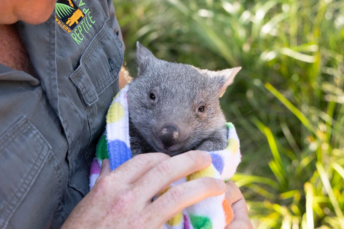 Sunny the wombat joey being held and cuddled during an animal encounter at the Australian Reptile Park.