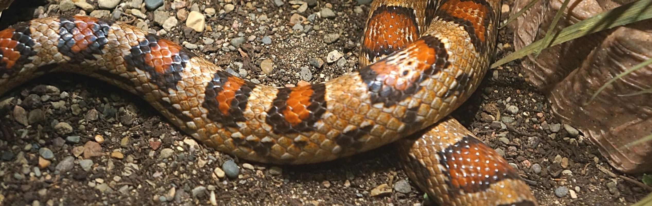 Australian Reptile Park Corn Snake