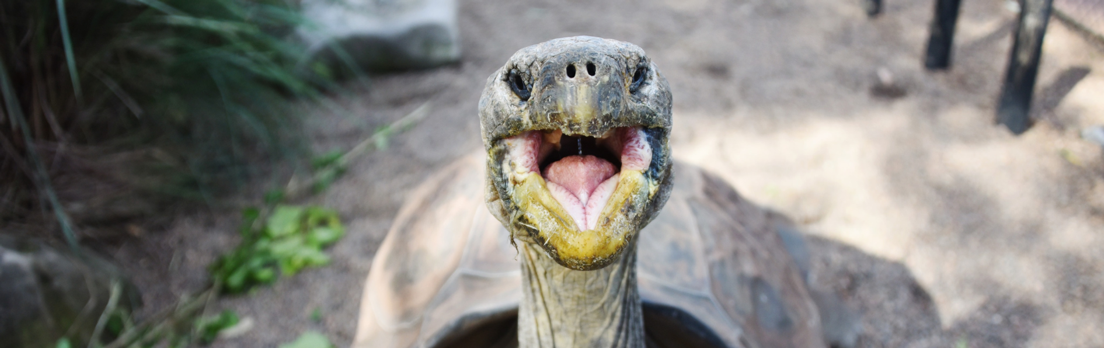 Hugo the Tortoise Tips the Scales at Annual Weigh-in