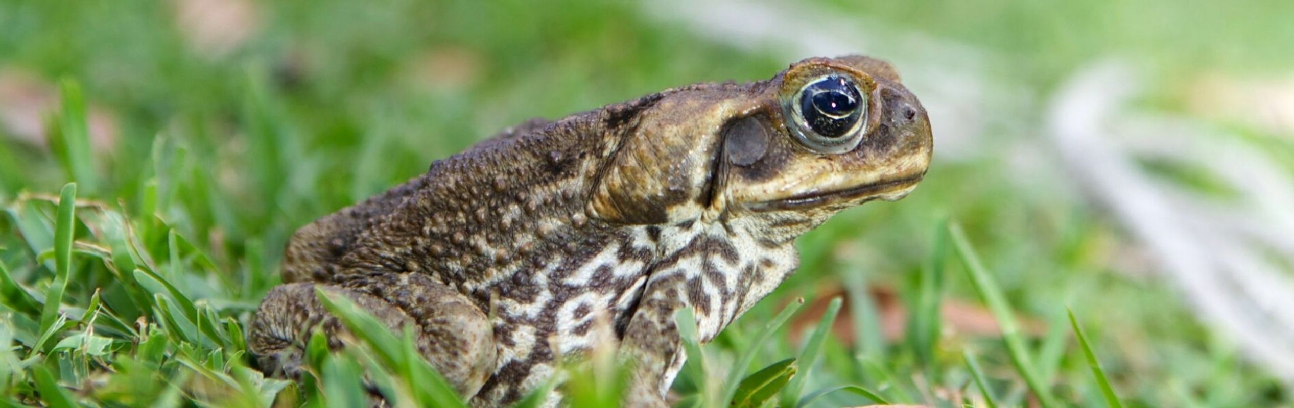 Australian Reptile Park Cane Toad