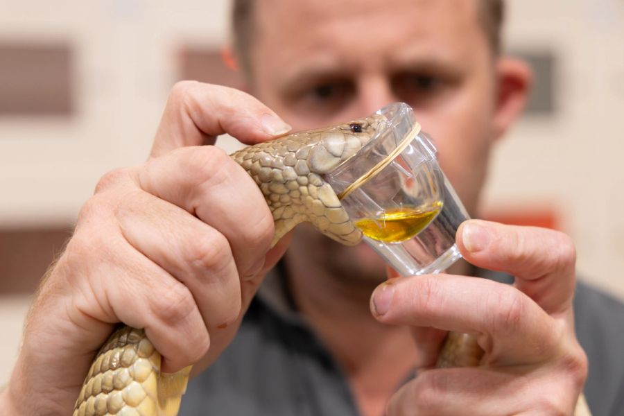 Billy Collett Milking A King Brown Snake | Australian Reptile Park 