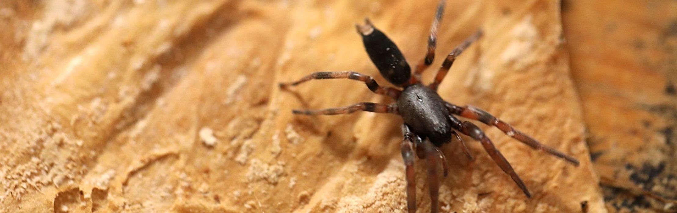 White-Tailed Spider