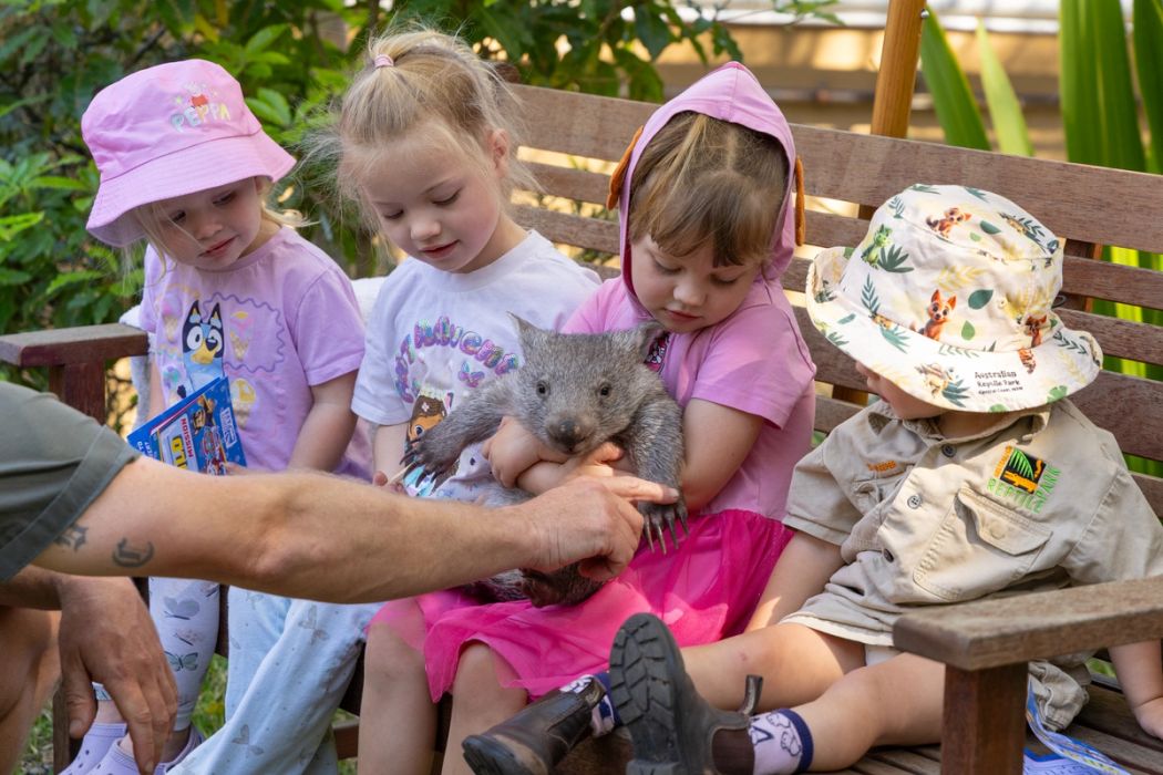 Orphaned Wombat Sunny Hits 5kg Milestone | Australian Reptile Park