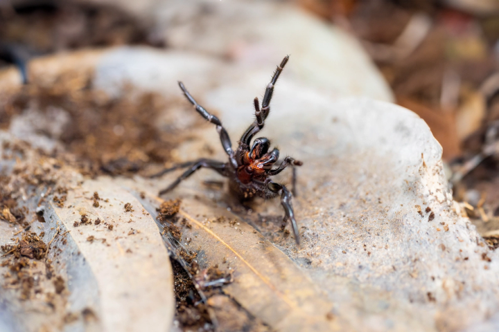 funnel web spider