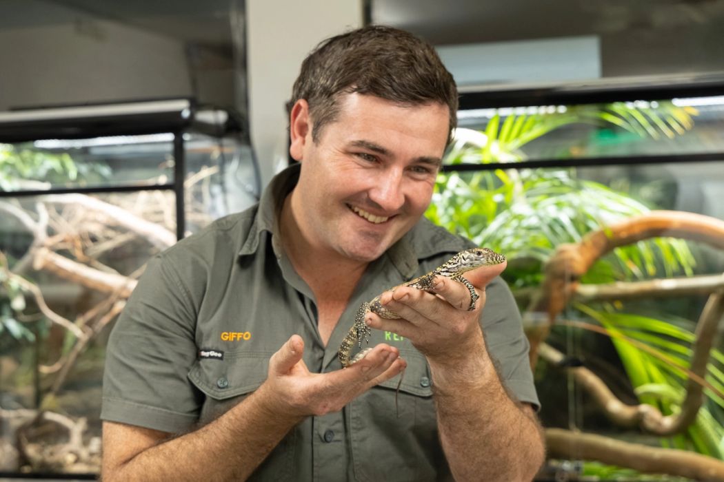 Brandon Gifford holding Sunda, the baby Komodo dragon hatchling at the Australian Reptile Park.