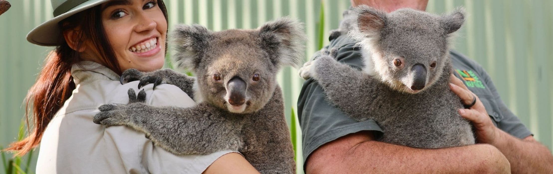 Mother & daughter koala pregnant at the same time!