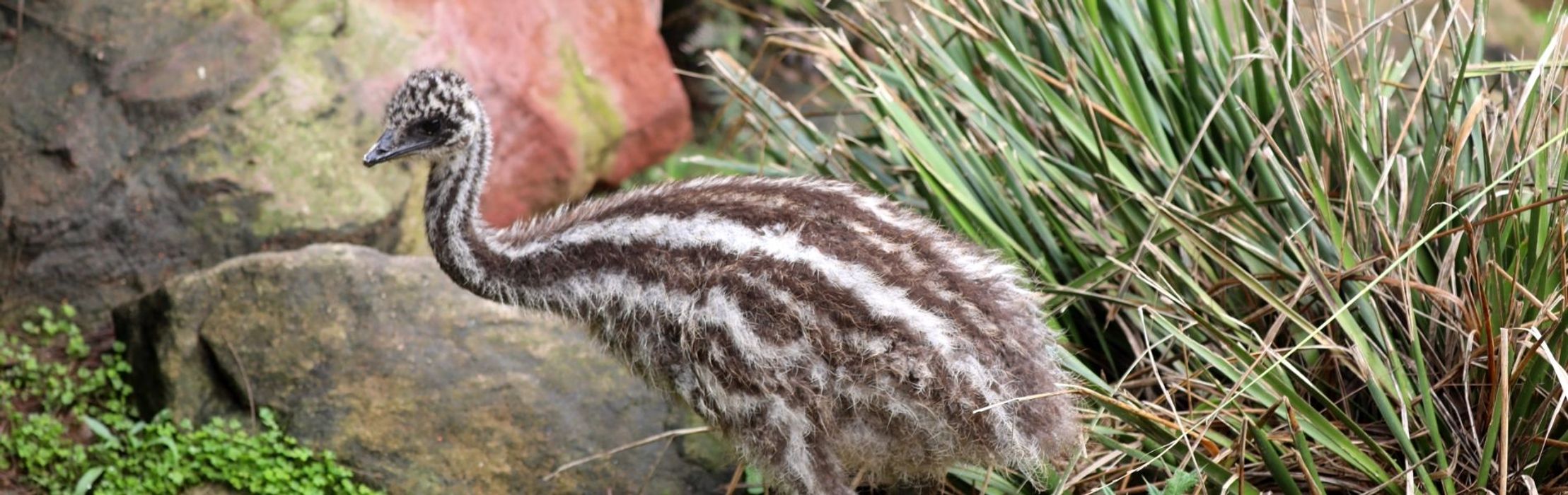 Meet Our Two Cheeky New Emu Chicks!