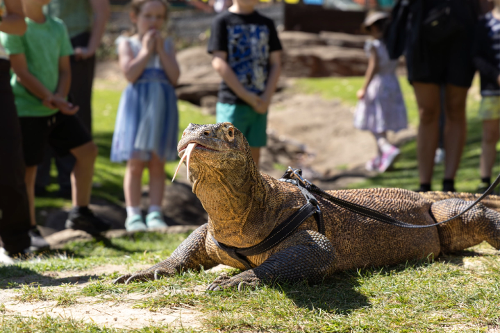 Komodo dragon on lead