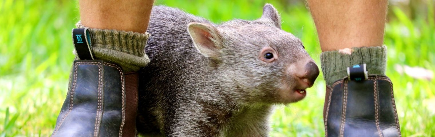 Meet Australia's Cutest Baby Animal - Poppy the Wombat