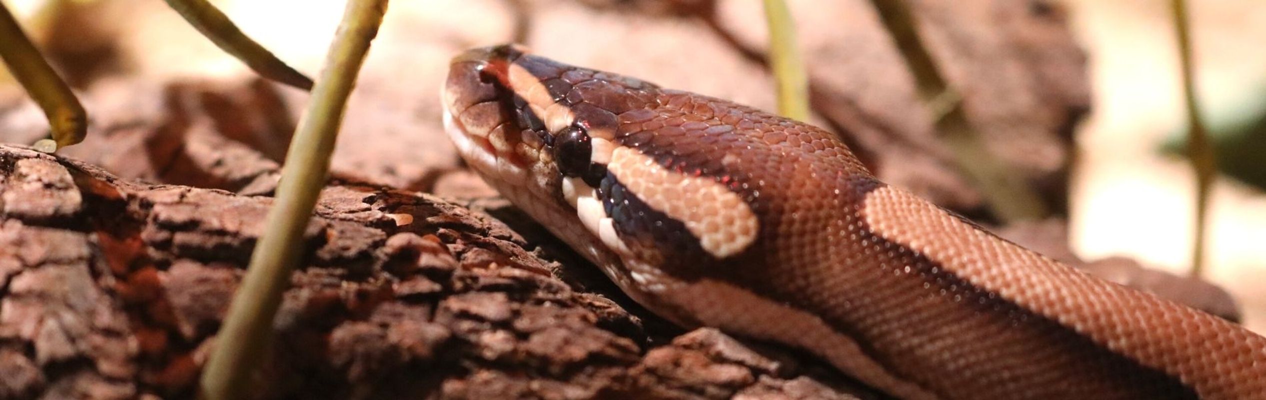 Australian Reptile Park Ball Python