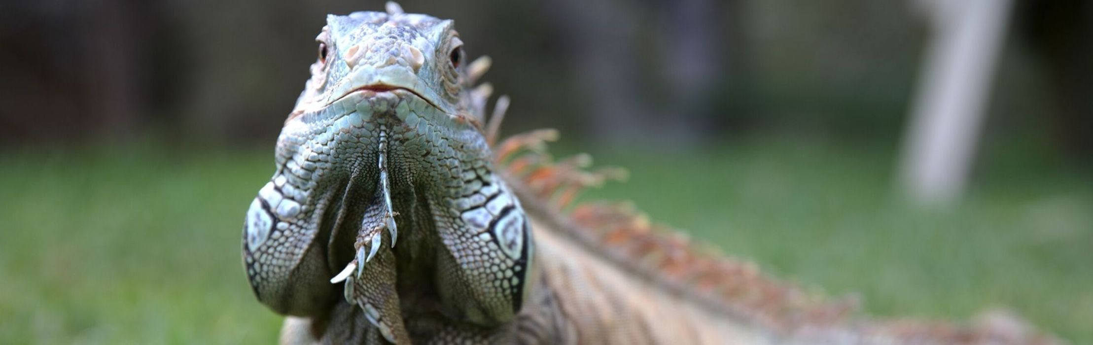 Green Iguana