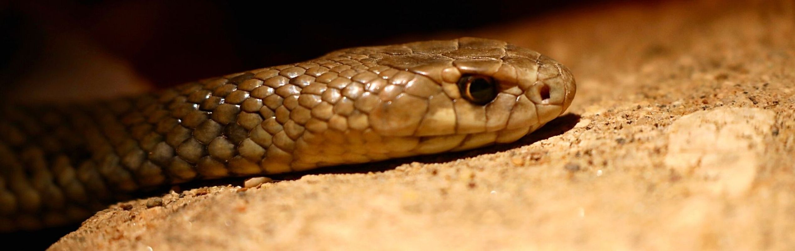 Australian Reptile Park Eastern Brown Snake